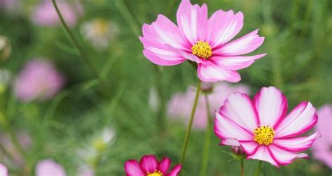 格桑花花語|格桑花的花语及传说